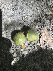 Melicoccus bijugatus