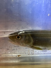 Opsariichthys pachycephalus