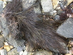 Desmarestia aculeata