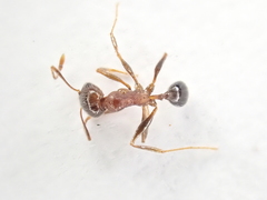 Pheidole capensis