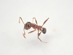 Pheidole capensis
