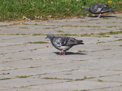 Columba livia