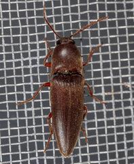 Diplostethus texanus
