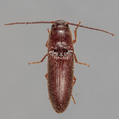 Dipropus simplex