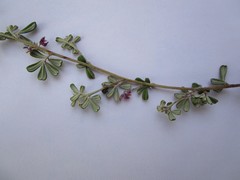 Indigofera sp9