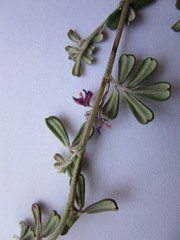 Indigofera sp9