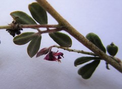 Indigofera sp9