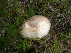 Agaricus langei