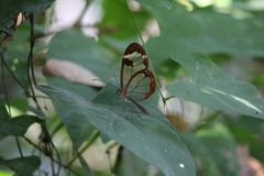 Greta morgane morgane