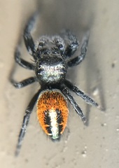 Phidippus californicus