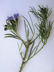 Psoralea arborea