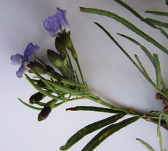 Psoralea arborea
