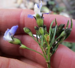 Psoralea arborea