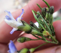 Psoralea arborea