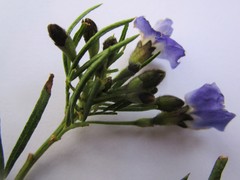 Psoralea arborea