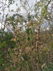 Brachylaena discolor