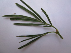 Psoralea arborea