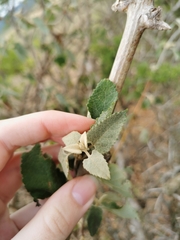 Brachylaena discolor