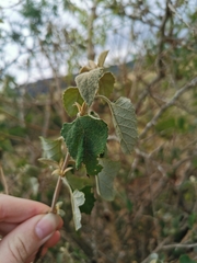 Brachylaena discolor