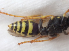 Polistes dominula