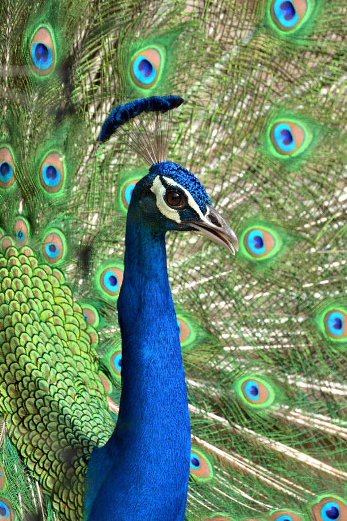 Indian Peafowl from Jhalana leopard safari park on May 31, 2018 at 08: ...