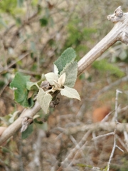 Brachylaena discolor