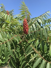 Rhus typhina