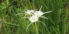 Hymenocallis liriosme