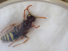 Polistes dominula