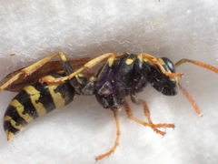 Polistes dominula