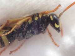 Polistes dominula