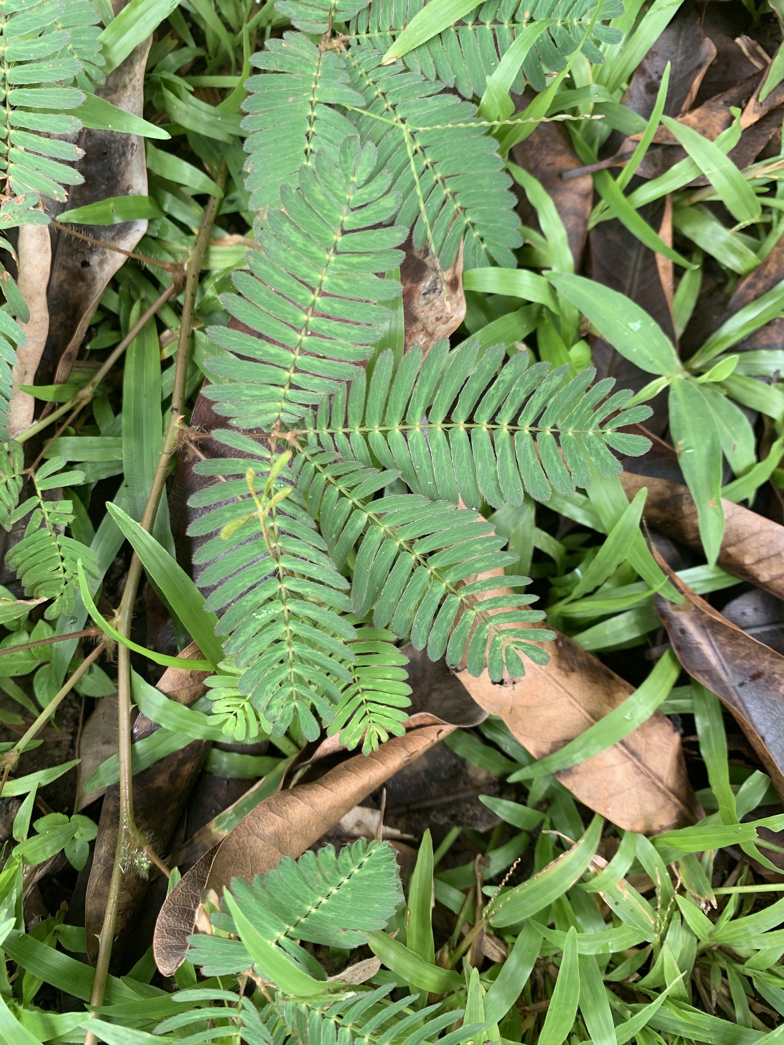 Sensitive Plant (Mimosa pudica)  iNaturalist