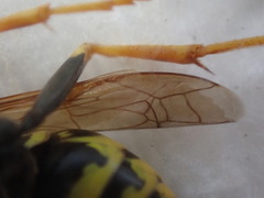 Polistes dominula