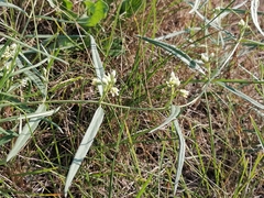 Vincetoxicum sibiricum