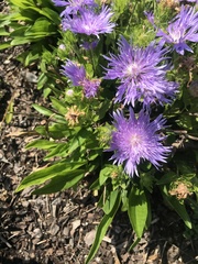 Stokesia