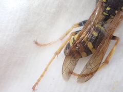 Polistes dominula