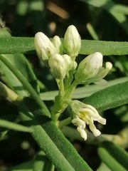 Vincetoxicum sibiricum