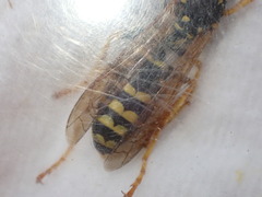 Polistes dominula