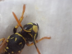 Polistes dominula