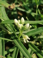 Vincetoxicum sibiricum