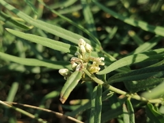 Vincetoxicum sibiricum