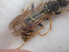 Polistes dominula