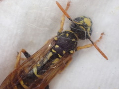 Polistes dominula