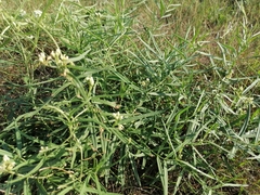 Vincetoxicum sibiricum