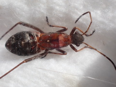 Alydus calcaratus