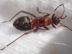 Alydus calcaratus