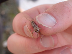 Acheta domesticus