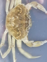 Liocarcinus