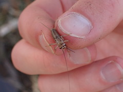 Acheta domesticus