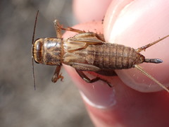 Acheta domesticus